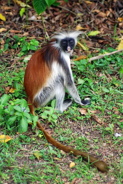Macaco Chão Floresta Selvagem — Fotografia de Stock