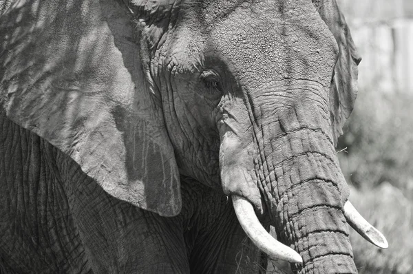 Elephant Serengeti Tanzania Los Serengeti Acogen Mayor Migración Mamíferos Del —  Fotos de Stock