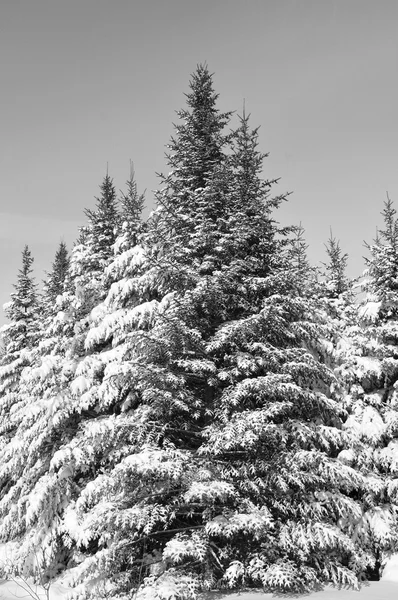 Paisaje Invernal Con Abetos Imágenes de stock libres de derechos