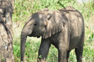 Fil Serengeti Tanzanya. Serengeti, dünyanın on doğal seyahat harikasından biri olan dünyanın en büyük memeli göçüne ev sahipliği yapıyor..