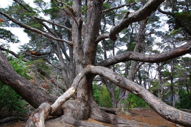 Yılan şeklinde ağaç. Tierra del Fuego Ulusal Parkı, Arjantin 'in Tierra del Fuego adasının kuzey kesiminde bulunan bir ulusal parktır..