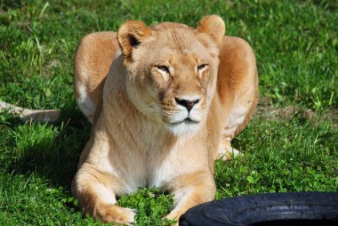 Aslan, Panthera cinsindeki dört büyük kediden biridir ve Felidae familyasının bir üyesidir. Bazı erkekler 250 kg ağırlığı (550 lb) aşarak kaplandan sonra yaşayan en büyük ikinci kedidir.