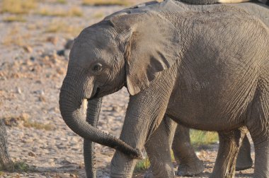 Amboseli Ulusal Parkı 'ndaki filler, eski adıyla Maasai Amboseli Oyun Rezervi, Kenya' nın Rift Valley Eyaleti 'nde yer alır. Kenya-Tanzanya sınırına yayılan ekosistem.