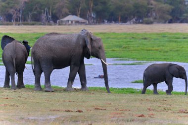Savanada suyun yakınındaki vahşi filler