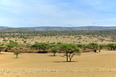 Tanzanya 'daki tipik savana manzarası.