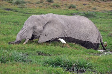 Amboseli Ulusal Parkı 'ndaki filler, eski adıyla Maasai Amboseli Oyun Rezervi, Kenya' nın Rift Valley Eyaleti 'nde yer alır. Kenya-Tanzanya sınırına yayılan ekosistem.