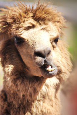 Andes dağlarında Alpaca kapanıyor