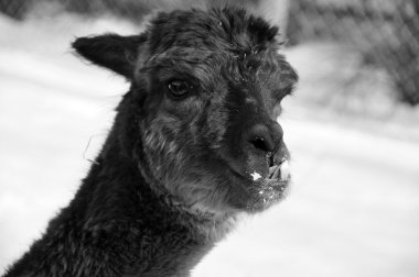 Lama (Lama gma), Andean kültürleri tarafından Hispanik öncesi dönemlerden beri et ve yük hayvanı olarak kullanılan Güney Amerika kamelyasıdır..