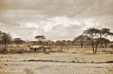 Afrika 'nın güzel savan manzarası