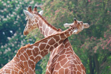 Berlin Hayvanat Bahçesi zürafası (Giraffa camelopardalis), Afrika 'da yaşayan tek ayak parmaklı bir memeli türü..