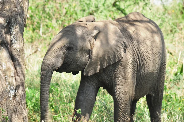 Elephant Serengeti Tanzania Los Serengeti Acogen Mayor Migración Mamíferos Del — Foto de Stock