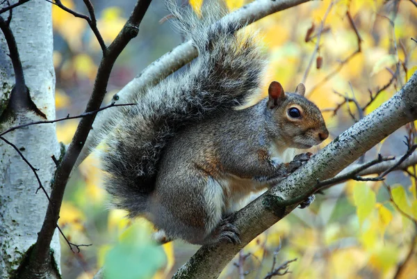 Écureuil Sur Une Branche Arbre — Photo