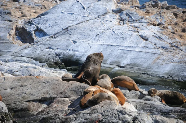 Wilde Zeehond Rots — Stockfoto