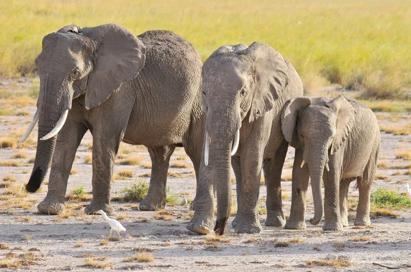 Elefant Amboseli Nationalpark Ehemals Masai Amboseli Wildreservat Liegt Kajiado Distrikt — Stockfoto