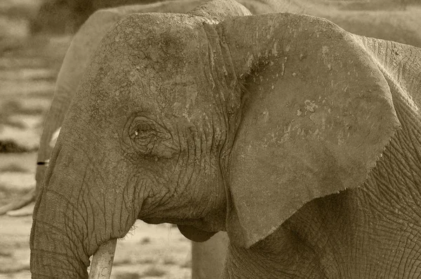 Elephants Amboseli National Park Anciennement Maasai Amboseli Game Reserve Est — Photo