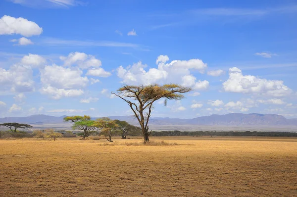 Typische Savannenlandschaft Tansania — Stockfoto