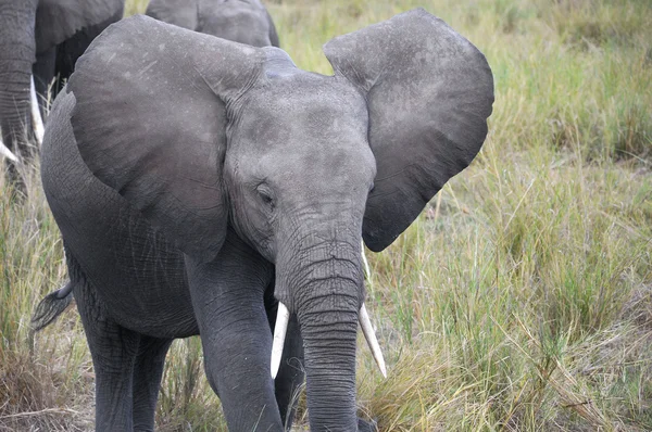 Elefantes Parque Nacional Amboseli Anteriormente Maasai Amboseli Game Reserve Encuentra — Foto de Stock