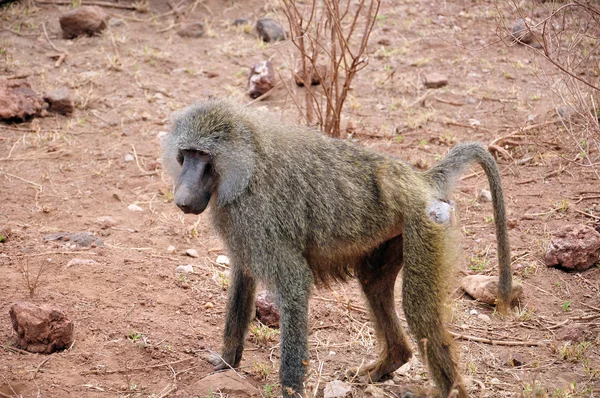 Άγριος Πίθηκος Στην Αφρικανική Σαβάνα — Φωτογραφία Αρχείου