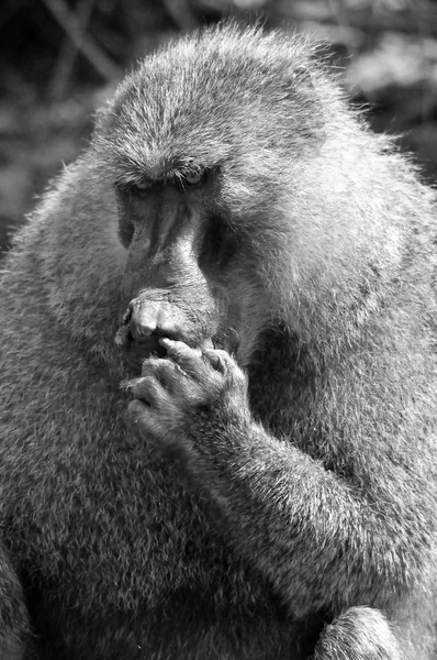 Wilde Affen Der Afrikanischen Savanne — Stockfoto