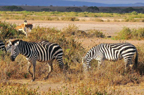 Zebrák Amboseli Nemzeti Parkban Korábban Maasai Amboseli Game Reserve Kajiado — Stock Fotó