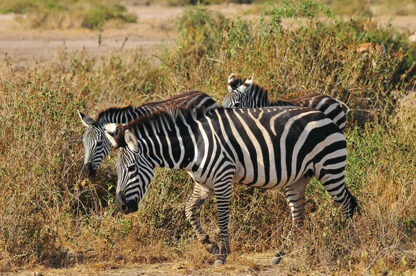 Zebras Masai Mara Quênia Durante Grande Migração — Fotografia de Stock