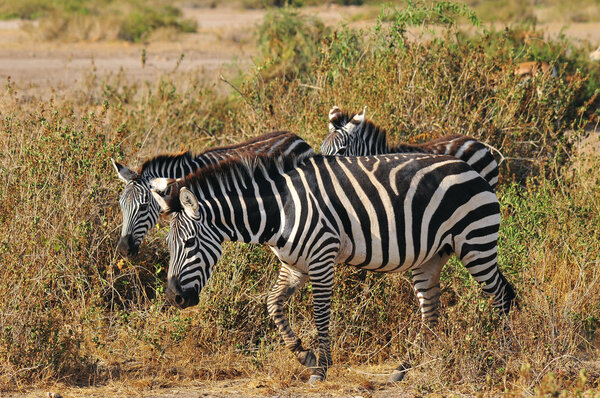 Zebras in Masai Mara, Kenya during Great Migration