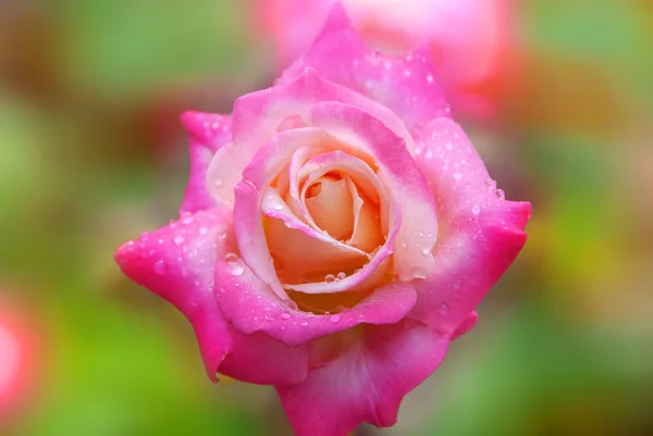 Beautiful Pink Rose Garden — Stock Photo, Image