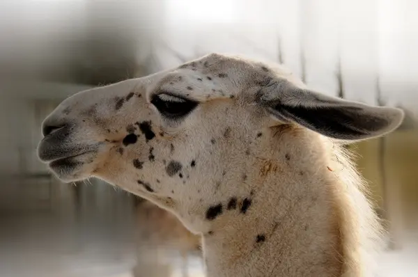 Lama Vintern Lama Glama Sydamerikansk Kamelid Som Ofta Används Som — Stockfoto