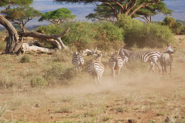 Tájkép Zebra Csordával Serengetiben Tanzánia — Stock Fotó