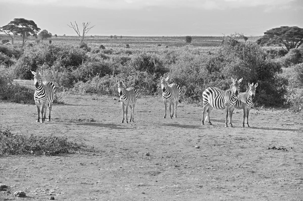 Zebras Amboseli Nationalpark Dem Ehemaligen Masai Amboseli Wildreservat Befinden Sich — Stockfoto