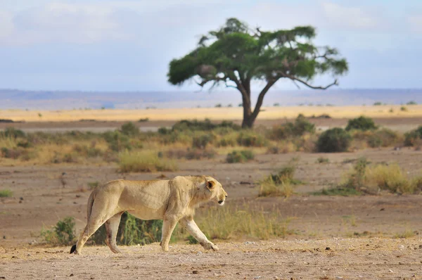 Rei Leão Masculino Retrato Masai Mara Quênia — Fotografia de Stock
