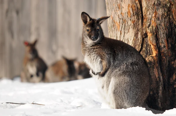 Animais Selvagens Floresta Inverno — Fotografia de Stock