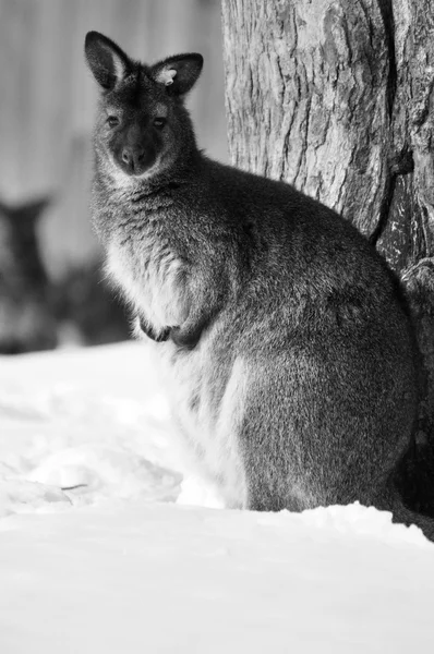 Animais Selvagens Floresta Inverno — Fotografia de Stock
