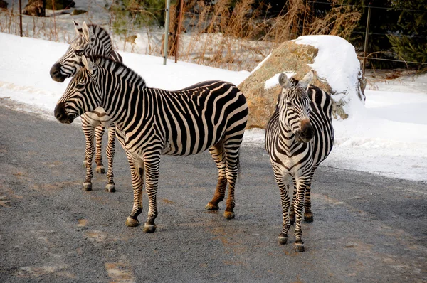 Hora Inverno Zebras São Várias Espécies Equídeos Africanos Família Cavalos — Fotografia de Stock