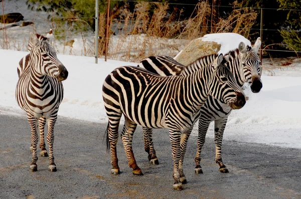 Hora Inverno Zebras São Várias Espécies Equídeos Africanos Família Cavalos — Fotografia de Stock