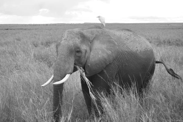 Ελέφαντας Στο Εθνικό Πάρκο Amboseli Πρώην Maasai Amboseli Game Reserve — Φωτογραφία Αρχείου