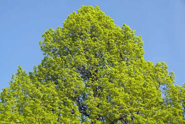 Lövgrönt Träd Och Himmel — Stockfoto