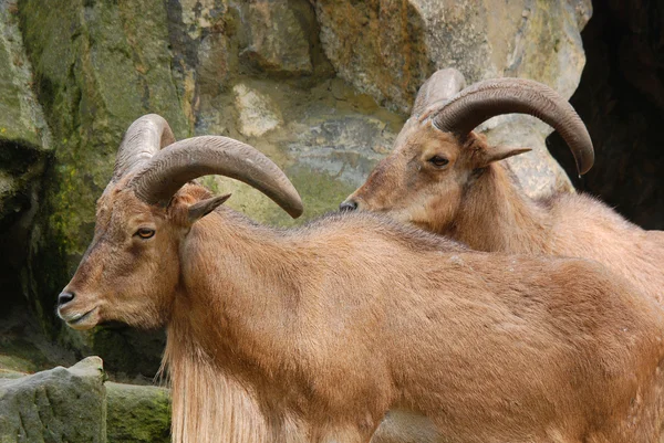 Los Cabras Silvestres Capra Aegagrus Son Animales Hábitats Montaña Son — Foto de Stock