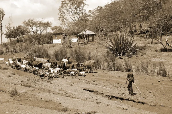 Arusha Tanzania Oct Ekimde Arusha Tanzanya Canavarlarıyla Savanada Yürüyen Tanımlanamayan — Stok fotoğraf