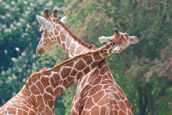 Берлінський Зоопарк Жирафа Giraffa Camelopardalis Африканський Негустий Ссавець Найвищий Усіх — стокове фото