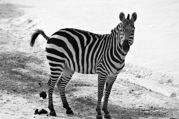 Wintertijd Zebra Zijn Verschillende Soorten Afrikaanse Paardachtigen Paardenfamilie Verenigd Door — Stockfoto