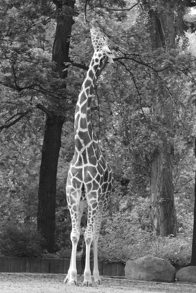 Zoo Berlin Girafe Giraffa Camelopardalis Est Mammifère Ongulé Africain Doigts — Photo