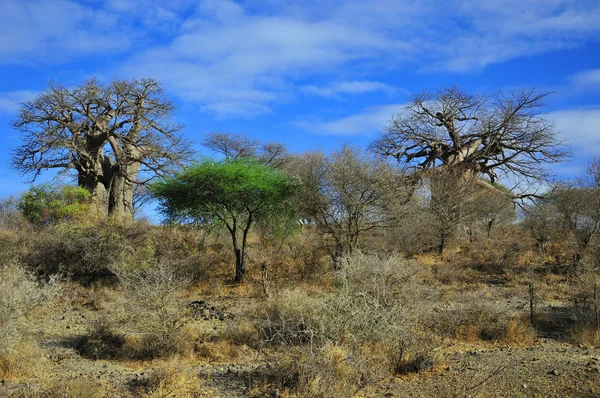 Cerrado Landskap Typisk Vegetation Från Brasilien Som Liknar Afrikanska Savanna — Stockfoto