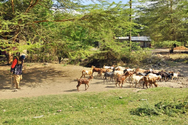 Arusha Tanzania Oct Oct Arusha Tanzania Maasai Nilotic Group East — Stock Photo, Image