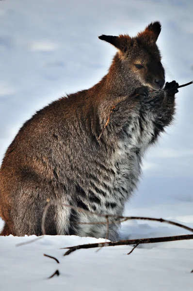 Animal Selvagem Neve Inverno — Fotografia de Stock