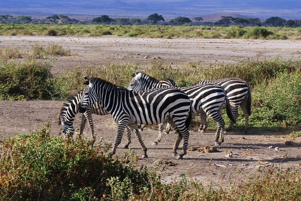Zebras Serengeti Tanzania Serengeti Ospita Più Grande Migrazione Mammiferi Del — Foto Stock