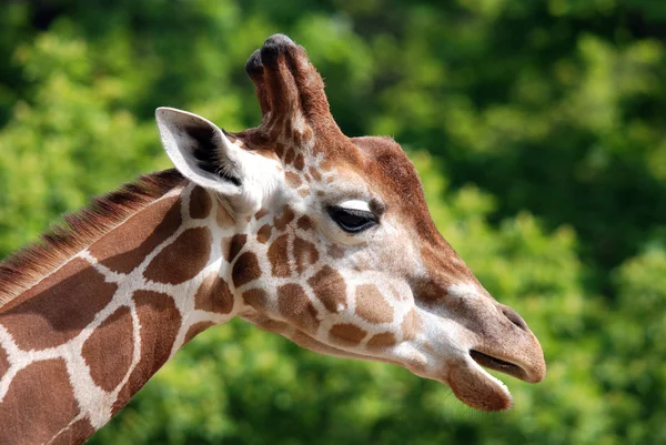 Jardim Zoológico Berlim Girafa Giraffa Camelopardalis Mamífero Africano Ungulado Mais — Fotografia de Stock