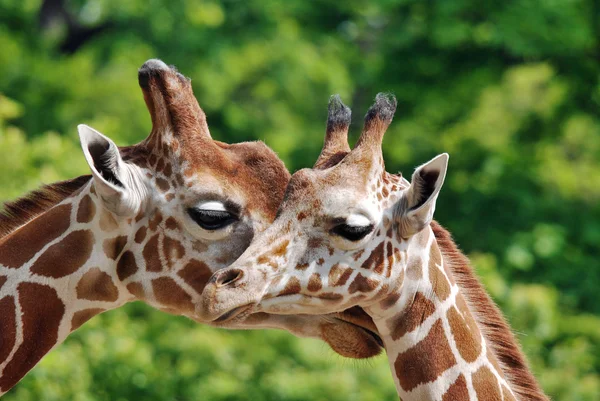 Берлінський Зоопарк Жирафа Giraffa Camelopardalis Африканський Негустий Ссавець Найвищий Усіх — стокове фото