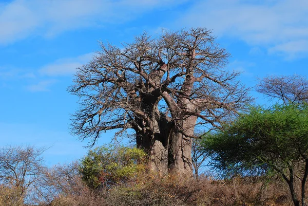 Baobab Φυτό Και Φεγγάρι Στην Αφρικανική Σαβάνα Σαφή Μπλε Ουρανό — Φωτογραφία Αρχείου