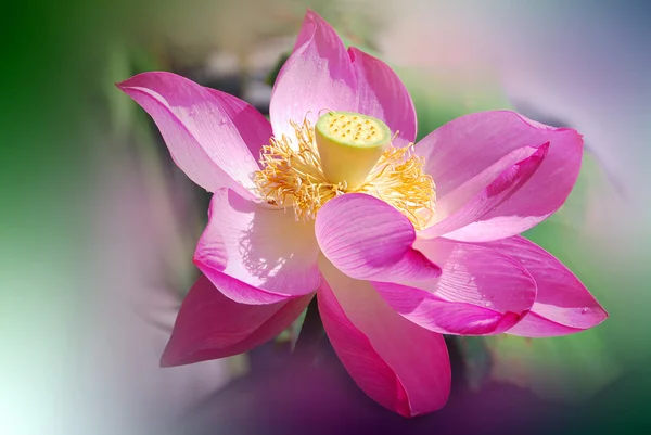 Lotus Flower Nelumbo Nucifera Known Number Names Including Indian Lotus — Stock Photo, Image